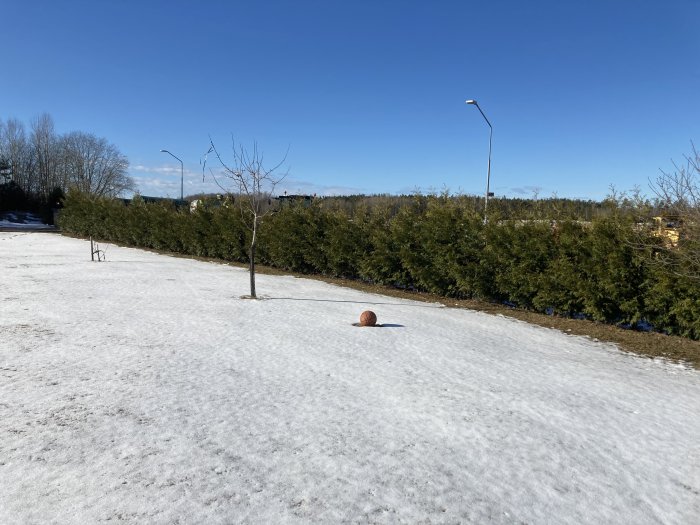 En snötäckt trädgård med en växande häck i bakgrunden och ett ensamt träd framför under en klarblå himmel.