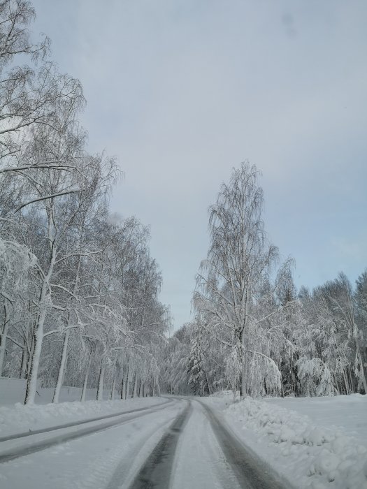 Vinterväg omgiven av snötäckta träd den 7 april.