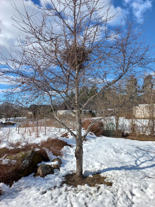 Körsbärsträd med nybyggt skatorbo i grenverket omgivet av snö och med blå himmel ovanför.