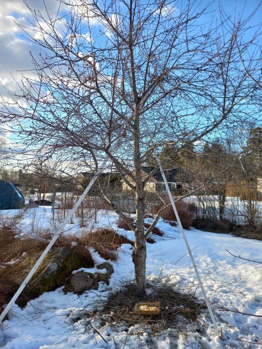 Körsbärsträd med söndersmulat fågelbo vid roten och vaniljbullar på en papplåda i en snötäckt trädgård.