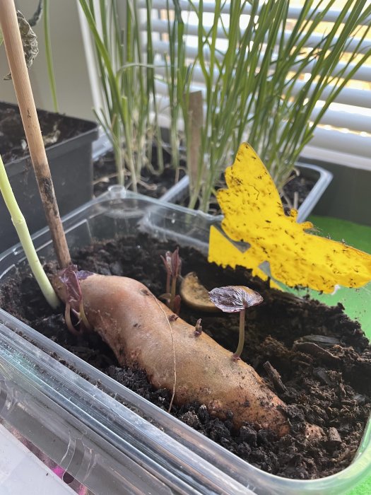 Sötmandelknöl med spiringa skott och gul fjärilsdekoration i jord, omgiven av gräsliknande plantor.