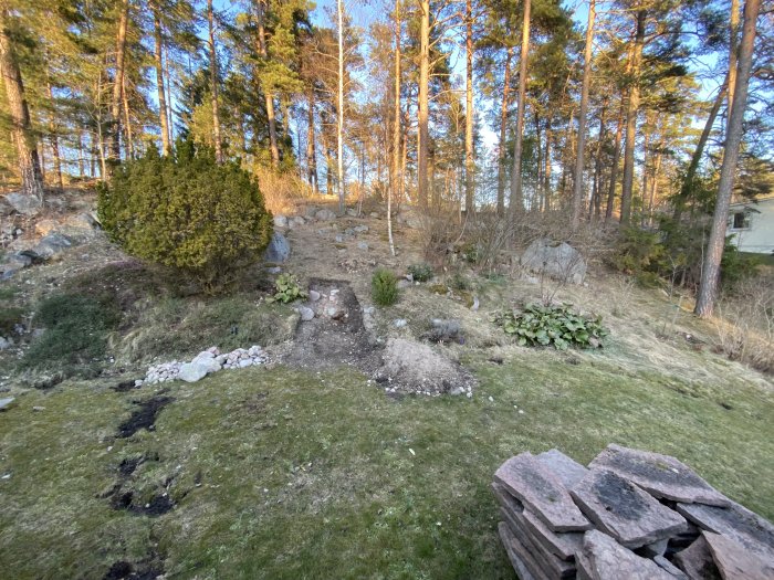 En slänt med utspridda stenar och början på trappkonstruktion i en trädgård, med tallar i bakgrunden.