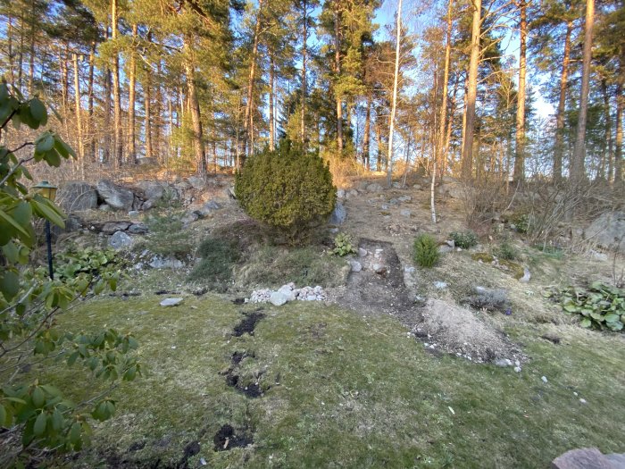 Slänt med påbörjad trappkonstruktion och utspridda Ölandsstenar i bakgård med skogsbakgrund.