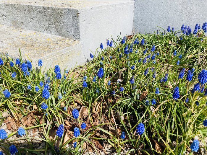 Pärlhyacinter som ynglat av sig och växer vid en trappa, symboliserar glädje för humlor och bin.