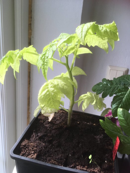 Limefärgad "Tigrette"-tomatplanta med unika blad jämfört med vanlig tomatplanta i bakgrunden.