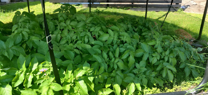 Potatisplantor som odlas under en studsmattans ram i en trädgård.