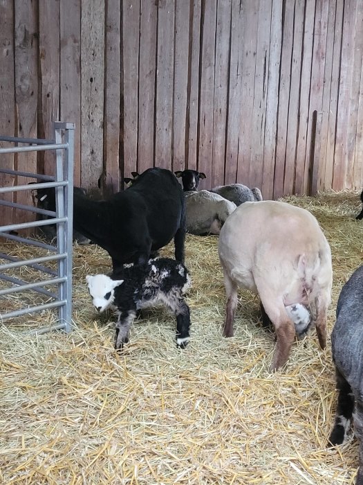 Får och lamm inne i en lada med halm på golvet.