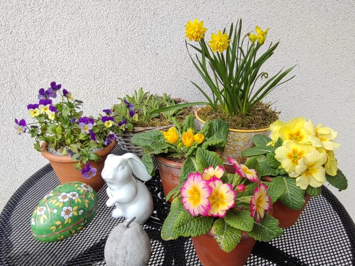 Påskbord med krukor av jordvivor, penséer, fyllda narcisser och förgätmigej, dekorerat med en påskägg och en kaninfigur.