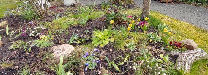 Vårträdgård med blommande narciss, förgätmigej och penséer bland grönska och stenar.