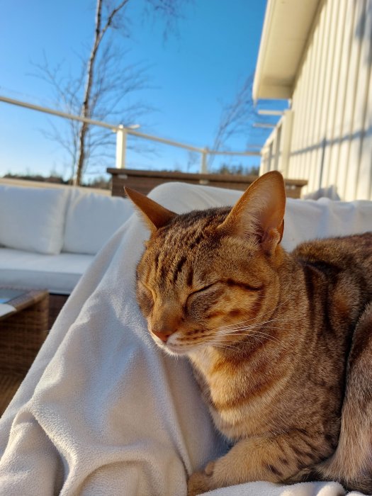 Trött katt vilar i knäet med stängda ögon på en vit filt utomhus.