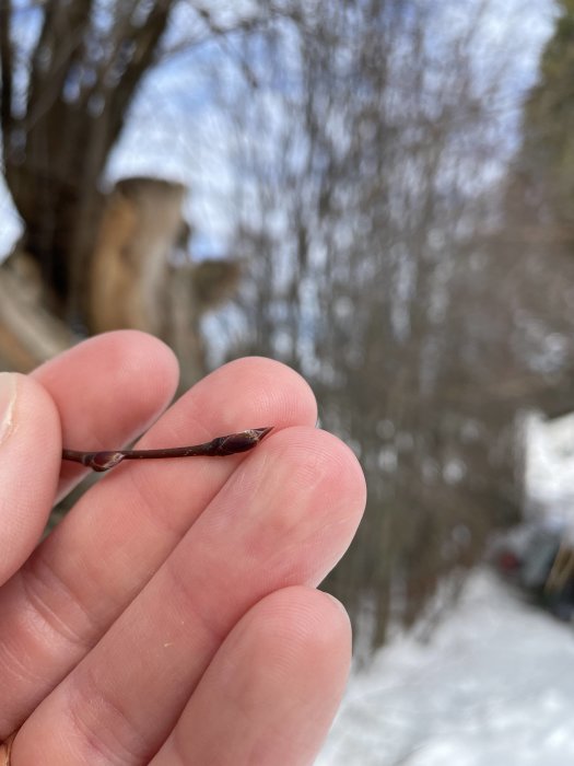 En närbild av en hand som håller en gren med knoppar mot en suddig bakgrund av vinterskog i Västerbotten.