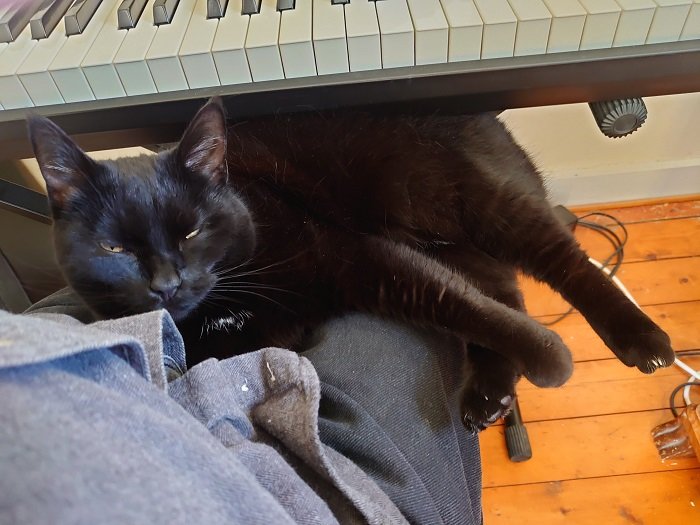 Svart katt som slappnar av på en stol under ett piano med ögonen halvstängda.