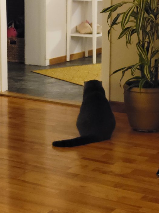 Katt sittande på trägolv och tittar mot en öppen dörrtröskel i ett hem.