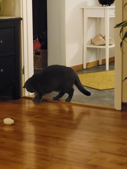 Katt böjer sig och undersöker tröskeln i ett vardagsrum med trägolv.