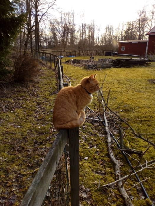 Orange katt sitter på ett staket i en trädgård och ser ut över en mossbelagd mark.