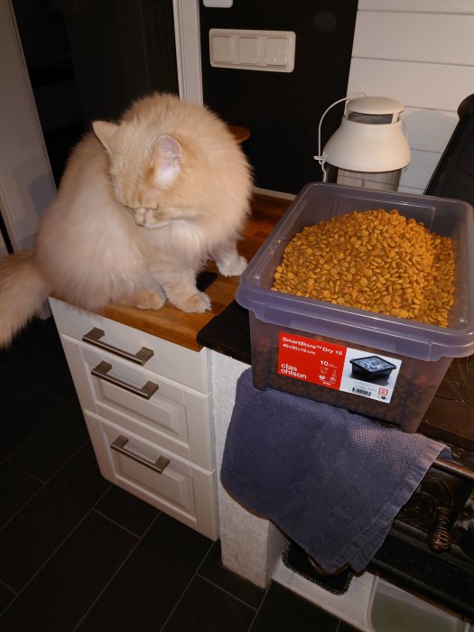 Fluffig beige katt undersöker en stor plastlåda full med torrfoder i ett kök.