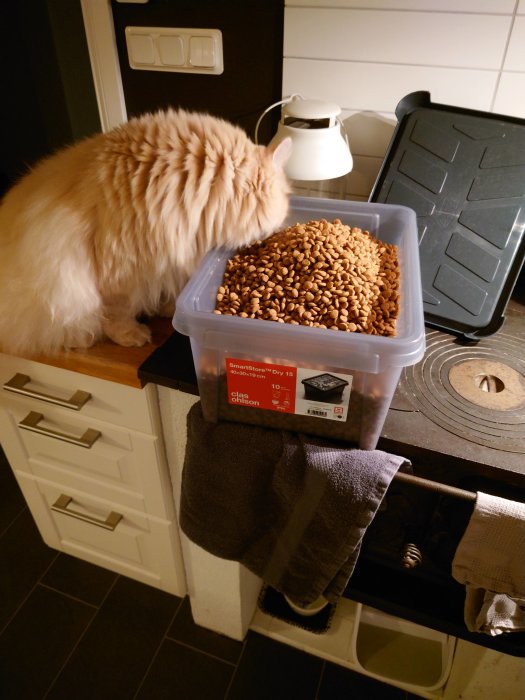 En katt sniffar på torrfoder i en plastlåda på ett köksbänk.