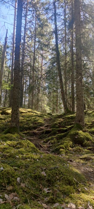 Skogsparti i Vegalla Naturreservat med mossbeklädda stenar och utmanande terräng.
