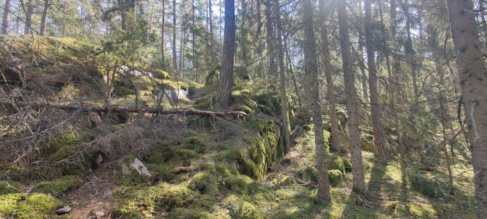 Skogsmark i Vegalla Naturreservat med mossbeklädda stenar och omkullfallna grenar, utmanande för löpning.