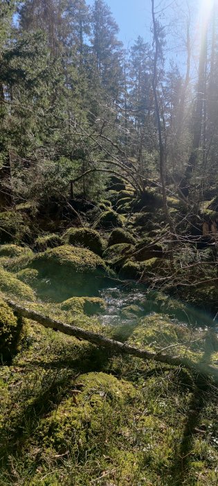 Mossbeklädda stenar och omkullfallna träd i solbelyst Vegalla Naturreservat, utmanande terräng för löpning.