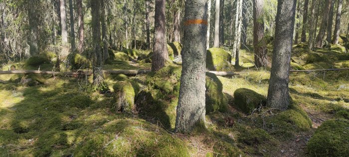 Skogsmark täckt med mossa i Vegalla Naturreservat, terräng markeras med orange markering på träd.