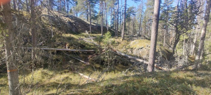 Terräng i Vegalla Naturreservat med fallna träd, stenar och skogsvegetation i solljus.
