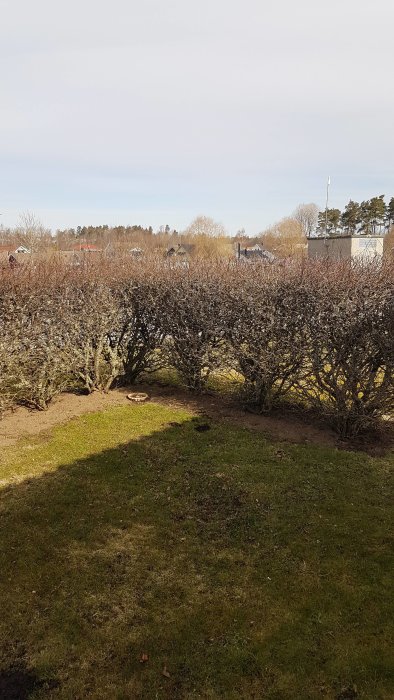 Trädgård med risig häck i ett nytt bostadsområde under tidig vår.