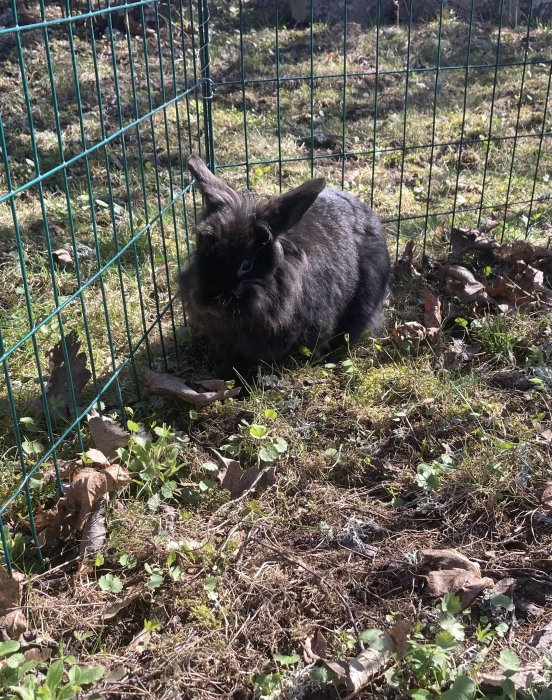 Mörkfärgad kanin inomhus i en bur utomhus på en gräs- och lövklädd mark.