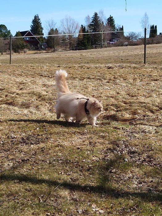 Hund i sele utforskar en solig tomt med gräs och träd i bakgrunden.