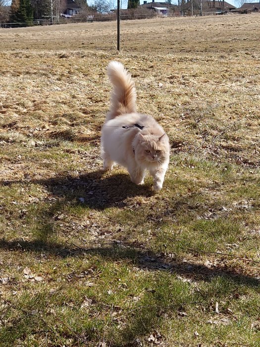 Fluffig katt på promenad i sele på en gräsmark.