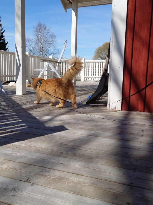 Röd katt med sele och koppel promenerar på träaltan under solig dag.