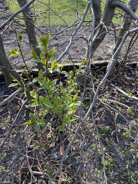 Grön växt med späda löv växande bland kala grenar och en häck i en trädgård.