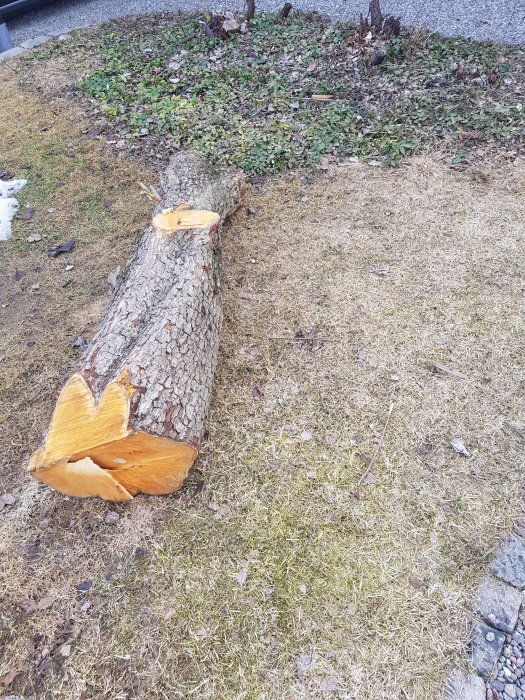 AVverkad päronträdstam på gräs med märken efter motorsåg, cirka 40 cm i diameter.