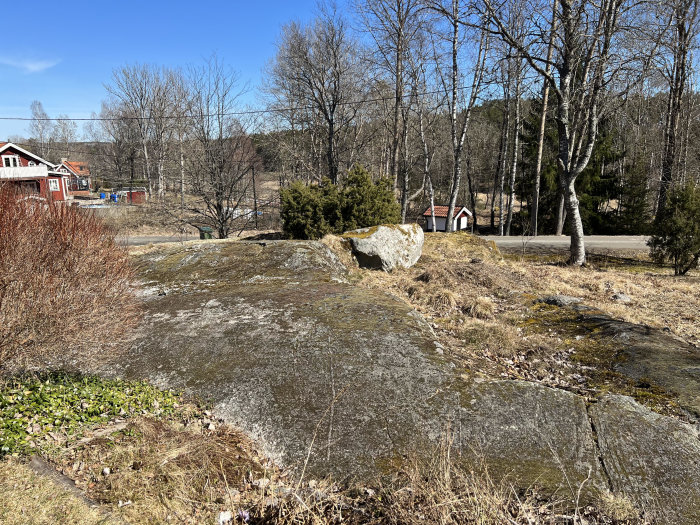 En naturlik trädgårdsframsida med ormbunkar, grästuvor och en stor sten, omringad av lövträd.