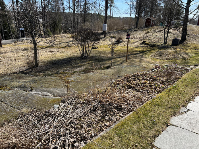 Naturnära trädgård med kombination av gräs, ormbunkar och utspridda löv, samt en bergig del framträdande i soligt landskap.