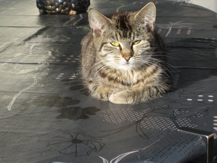 Tigrerad katt sitter på ett svart bord med solskensreflexer.