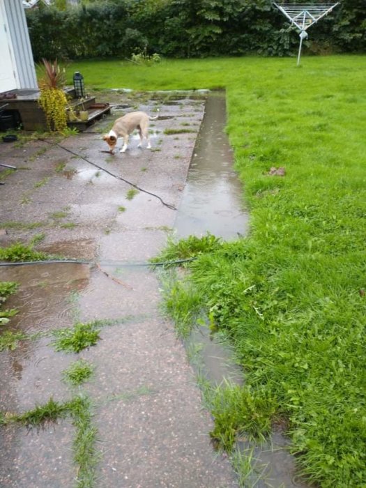 Hund på stenlagd gång omgiven av översvämmad gräsmatta och pöl av vatten.