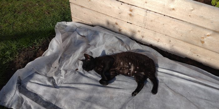 Svart katt som solar sig på ett vitt täcke bredvid en träkonstruktion i en trädgård.