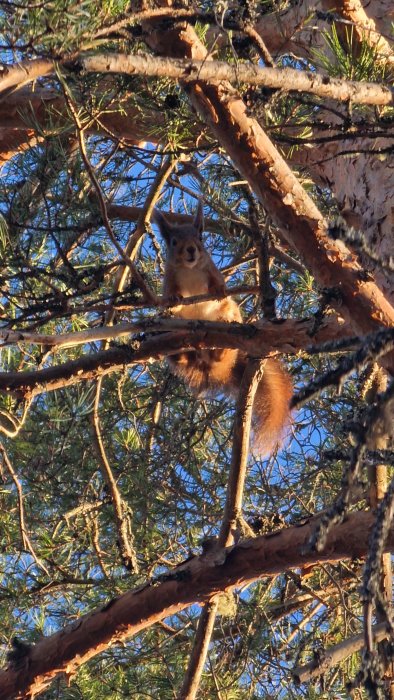 En ekorre sitter på en gren i en tall mot en klarblå himmel.