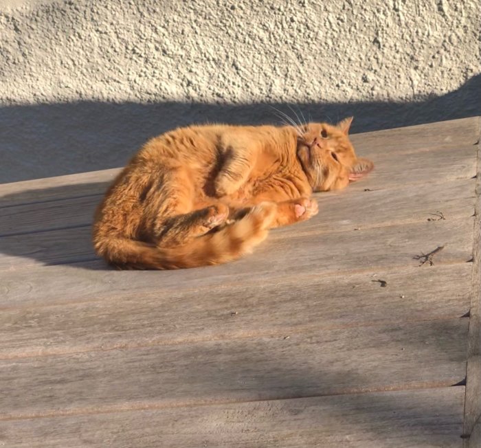 Röd katt som ligger på en trätrall och tvättar sig i solskenet.