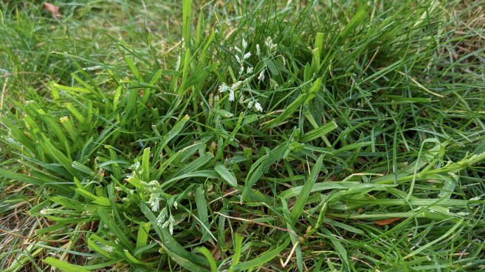 Närbild av gräsmatta med blandning av gräs och mossa, vissa grässtrån blommar.