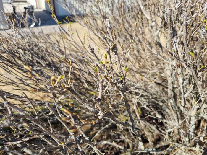 Delar av en tät häck med knoppar och några utslagna blad, mot bakgrund av ett hål i häcken.