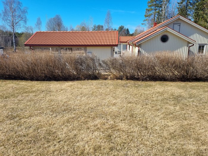 Måbärshäck framför ett hus med synligt hål där häcken är tunnare, övriga delar är tätare och högre.