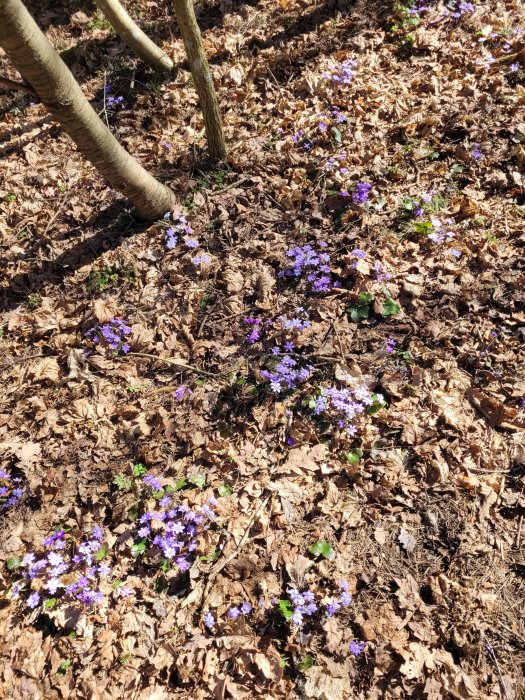 Blå och lila blommor växer bland brun lövgrund i en skogsmiljö.