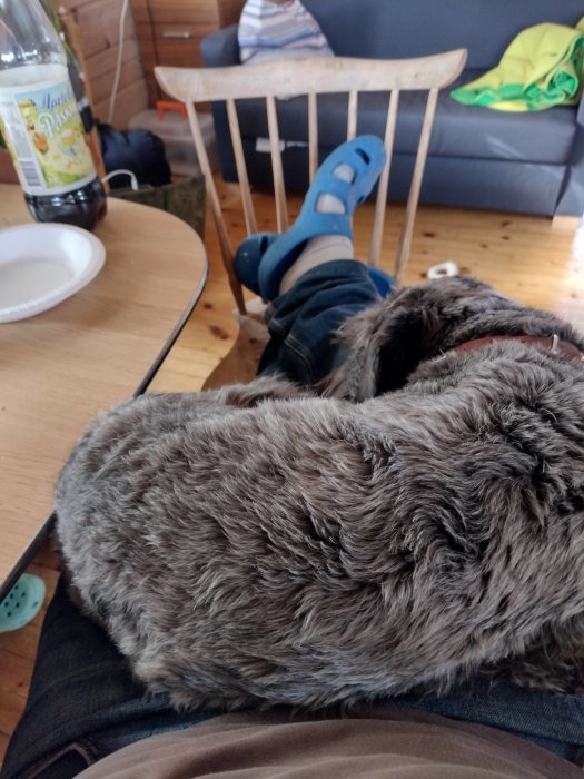 En Cesky Terrier som sover i någons knä med bakgrund av ett vardagsrum och en flaska på bordet.