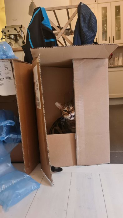 En katt inne i en öppen kartonglåda på ett vitt golv i ett rum.