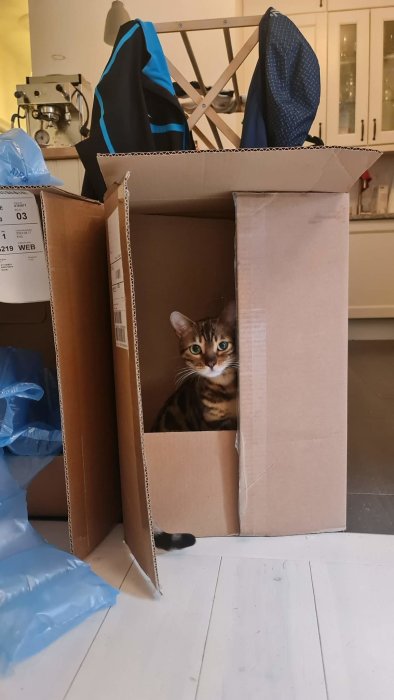Katt tittar ut från en öppen kartong i ett rörigt rum.