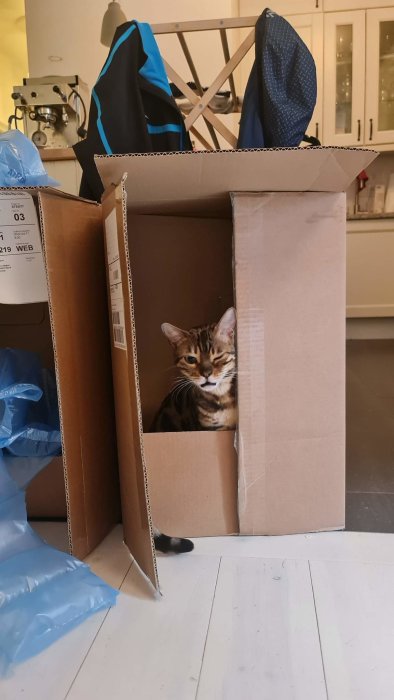 Katt som sitter i en öppen pappkartong på ett vitt golv med rummets röra i bakgrunden.
