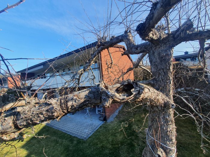 Trädgren med ihålighet och unga skott, nära bostadshus och trädgårdsmöbler.