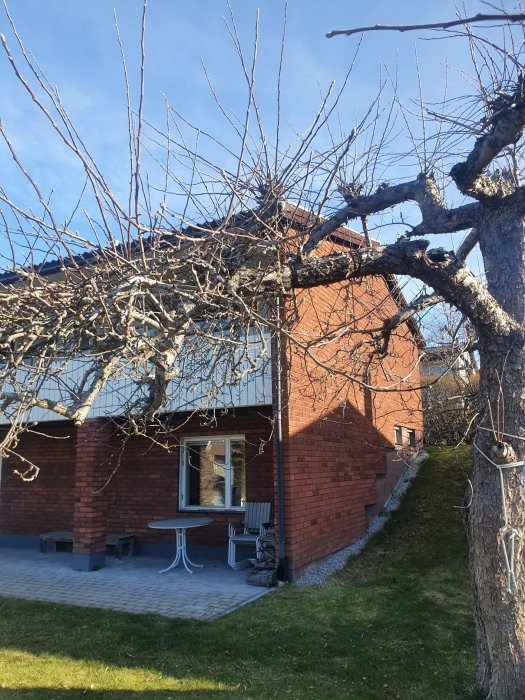 Tunn gren med skott över uteplats nära ett hus, risk för nedfall.